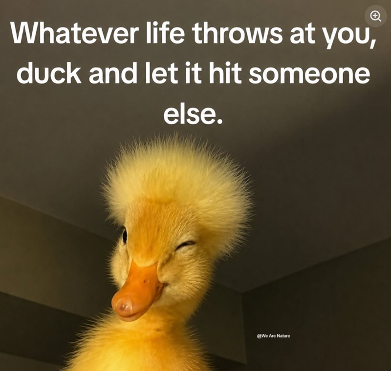 Whatever life throws at you, duck and let it hit someone else. @We Are Nature