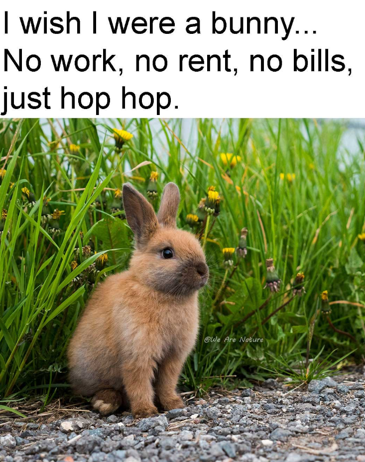 I wish I were a bunny... No work, no rent, no bills, just hop hop. @We Are Nature