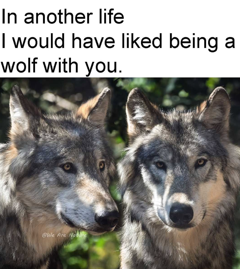 In another life I would have liked being a wolf with you. @We Are Nature