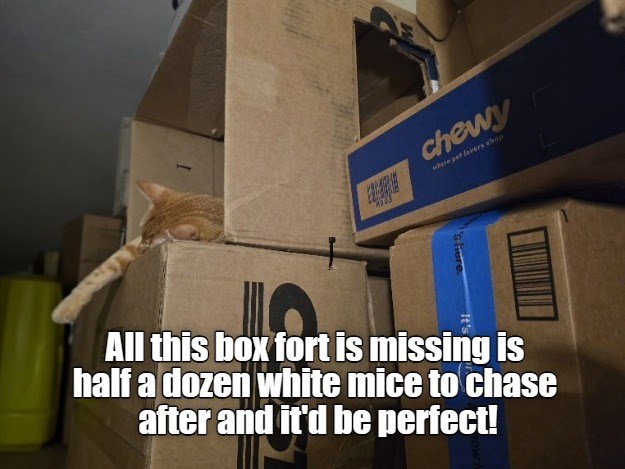 Cheezburger Image 10646192384