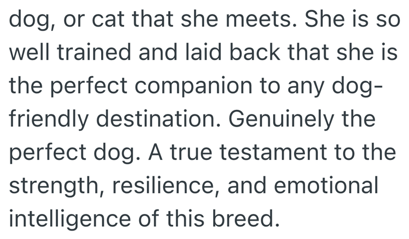 dog, or cat that she meets. She is so well trained and laid back that she is the perfect companion to any dog- friendly destination. Genuinely the perfect dog. A true testament to the strength, resilience, and emotional intelligence of this breed.