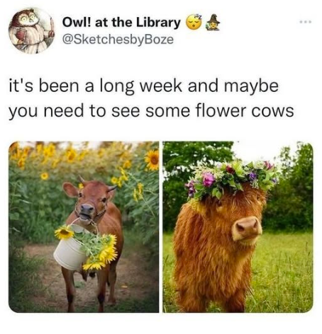 Owl! at the Library @SketchesbyBoze it's been a long week and maybe you need to see some flower cows