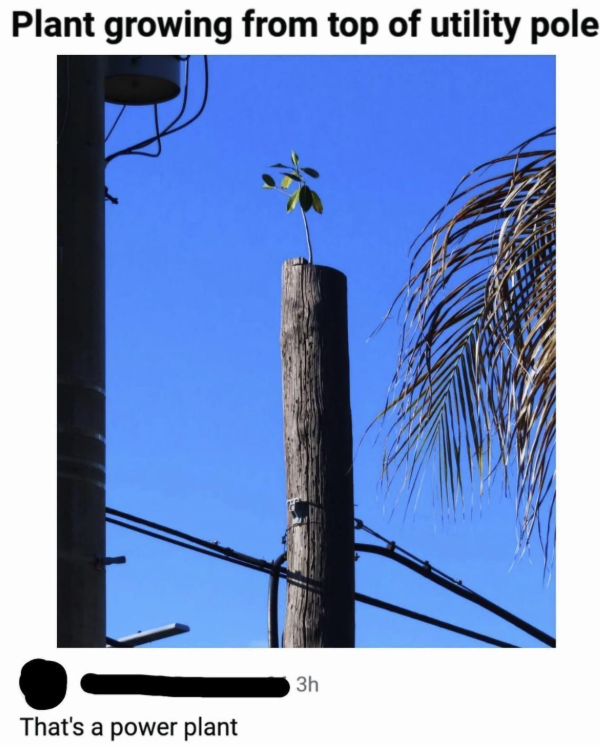 Plant growing from top of utility pole That's a power plant 3h