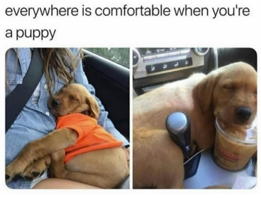 everywhere is comfortable when you're a puppy