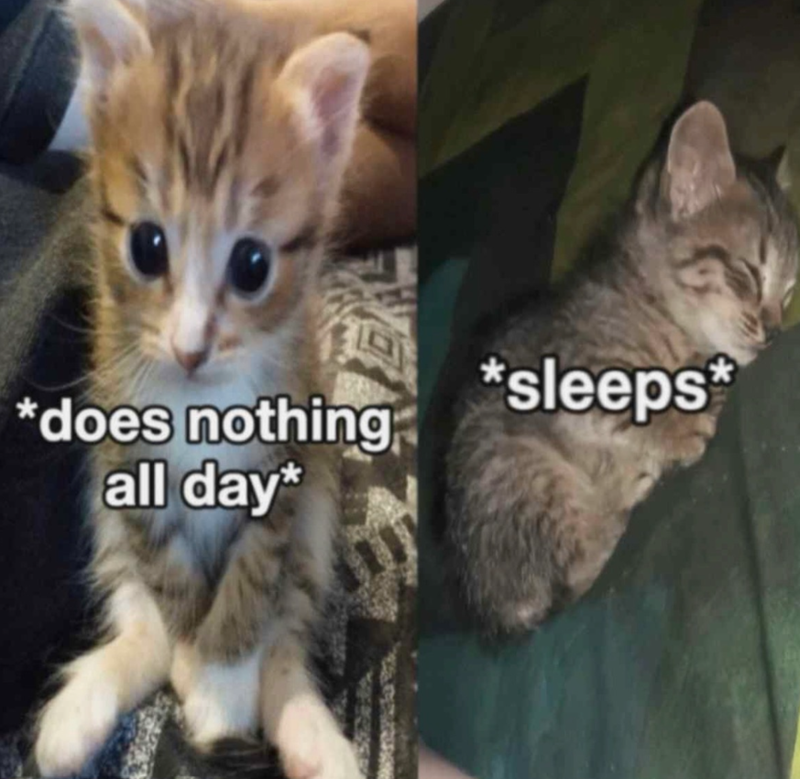 *does nothing all day* *sleeps
