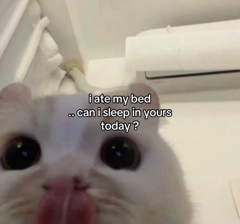 i ate my bed .. can i sleep in yours today?