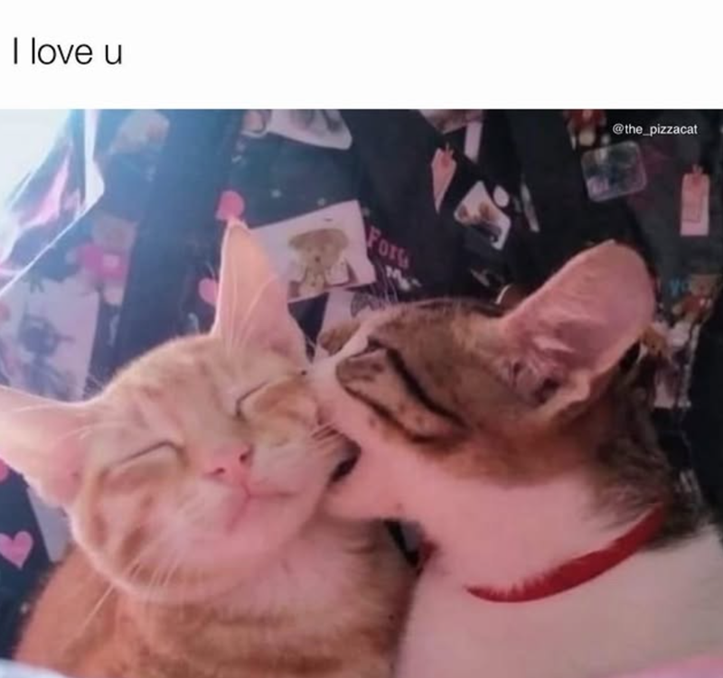 I love u For @the_pizzacat