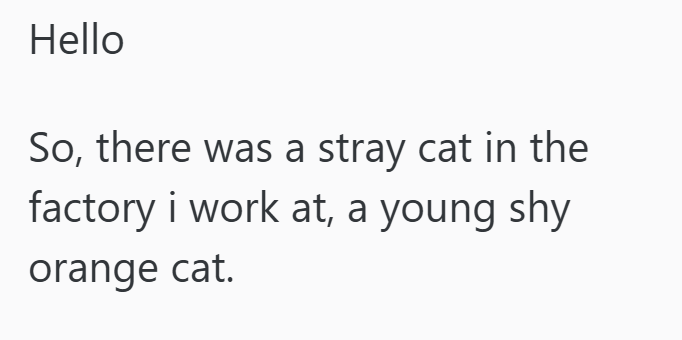 Hello So, there was a stray cat in the factory i work at, a young shy orange cat.