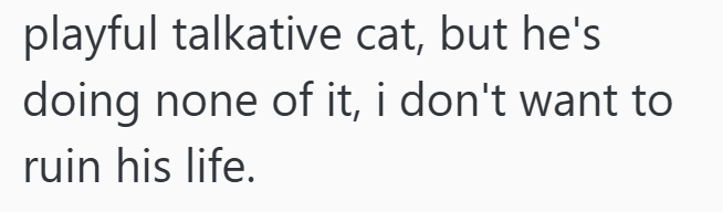 playful talkative cat, but he's doing none of it, i don't want to ruin his life.