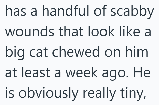 has a handful of scabby wounds that look like a big cat chewed on him at least a week ago. He is obviously really tiny,