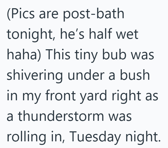 (Pics are post-bath tonight, he's half wet haha) This tiny bub was shivering under a bush in my front yard right as a thunderstorm was rolling in, Tuesday night.