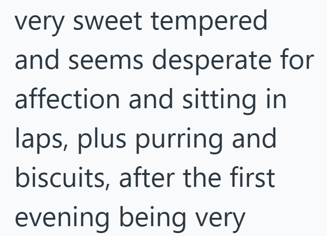 very sweet tempered and seems desperate for affection and sitting in laps, plus purring and biscuits, after the first evening being very