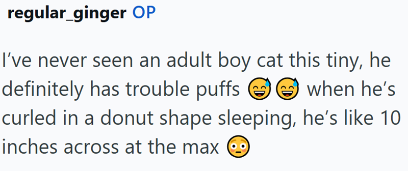 regular_ginger OP I've never seen an adult boy cat this tiny, he definitely has trouble puffs when he's curled in a donut shape sleeping, he's like 10 inches across at the max