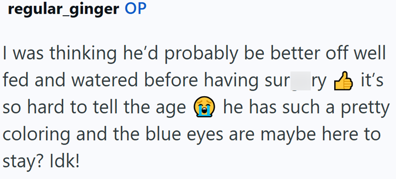 regular_ginger OP I was thinking he'd probably be better off well fed and watered before having sur ry it's so hard to tell the age he has such a pretty coloring and the blue eyes are maybe here to stay? Idk!