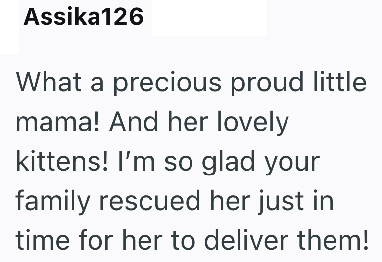 Assika126 What a precious proud little mama! And her lovely kittens! I'm so glad your family rescued her just in time for her to deliver them!