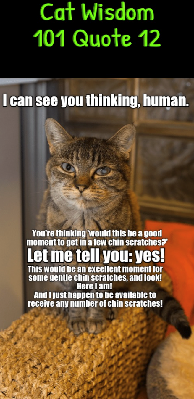 Cat Wisdom 101 Quote 12 I can see you thinking, human. You're thinking 'would this be a good moment to get in a few chin scratches?' Let me tell you: yes! This would be an excellent moment for some gentle chin scratches, and look! Here I am! And I just happen to be available to receive any number of chin scratches!