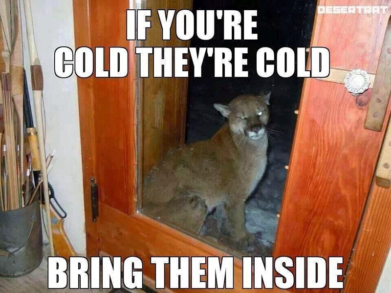 DESERTRAT IF YOU'RE COLD THEY'RE COLD BRING THEM INSIDE