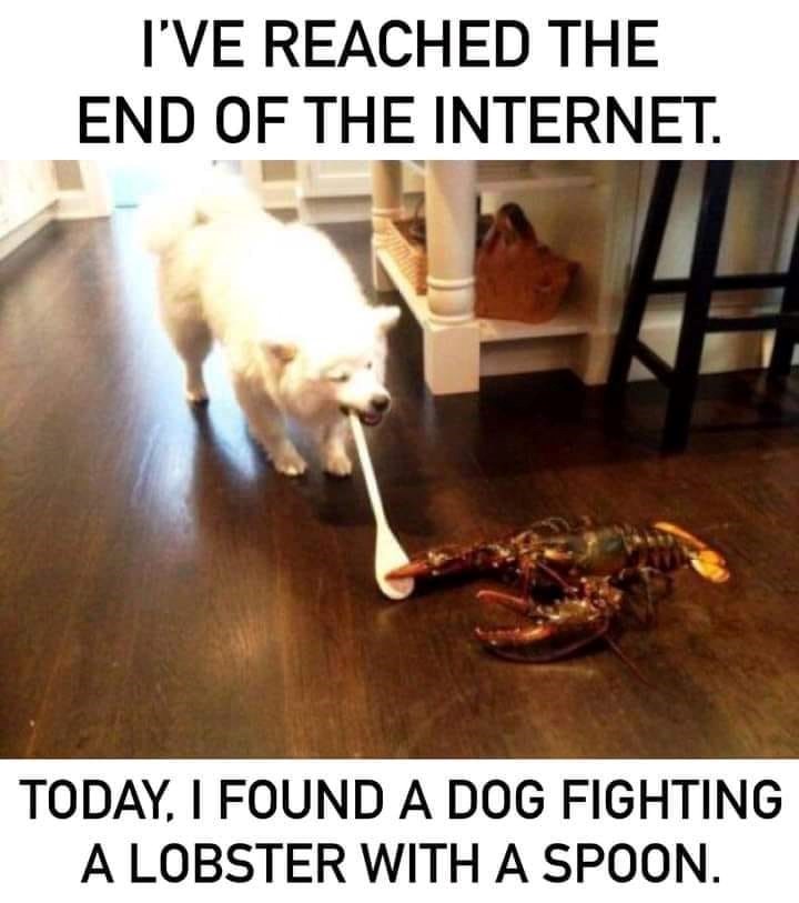 I'VE REACHED THE END OF THE INTERNET. TODAY, I FOUND A DOG FIGHTING A LOBSTER WITH A SPOON.
