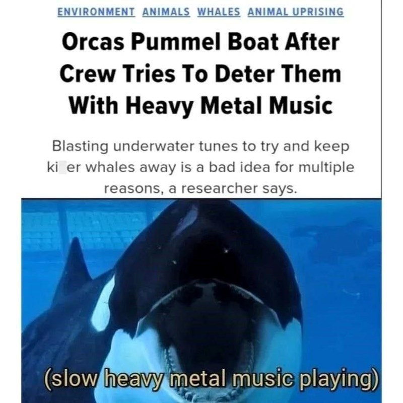 ENVIRONMENT ANIMALS WHALES ANIMAL UPRISING Orcas Pummel Boat After Crew Tries To Deter Them With Heavy Metal Music Blasting underwater tunes to try and keep ki er whales away is a bad idea for multiple reasons, a researcher says. (slow heavy metal music playing)