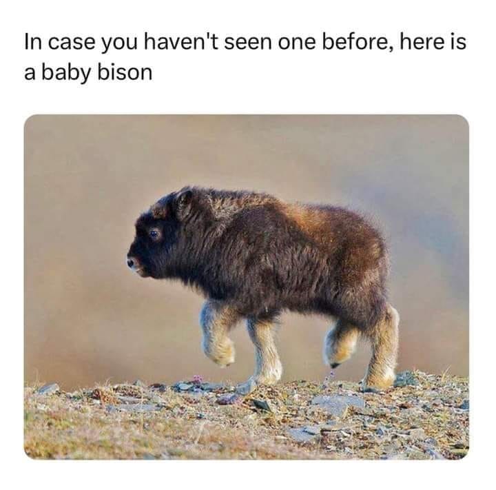 In case you haven't seen one before, here is a baby bison