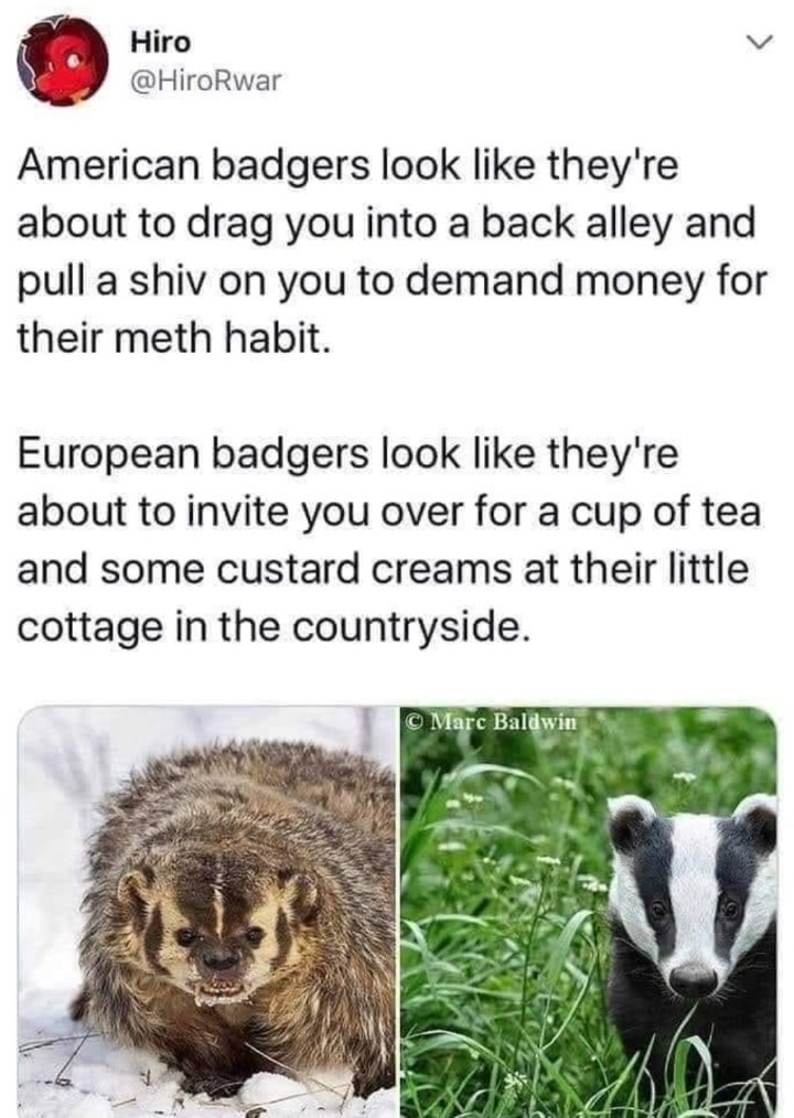 Hiro @HiroRwar American badgers look like they're about to drag you into a back alley and pull a shiv on you to demand money for their meth habit. European badgers look like they're about to invite you over for a cup of tea and some custard creams at their little cottage in the countryside. © Marc Baldwin