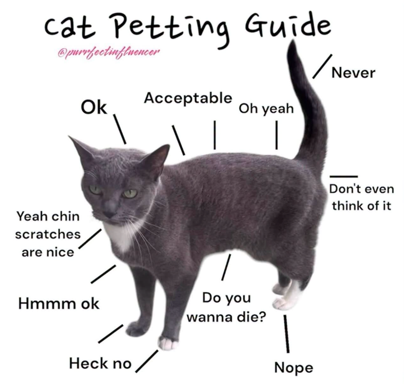 cat Petting Guide @purrfectinfluencer ✓ Nev Never Yeah chin scratches are nice Acceptable Ok Oh yeah | Hmmm ok Heck no ✓ Do you wanna die? Nope Don't even think of it
