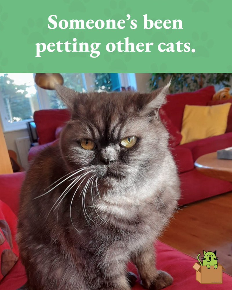Someone's been petting other cats.