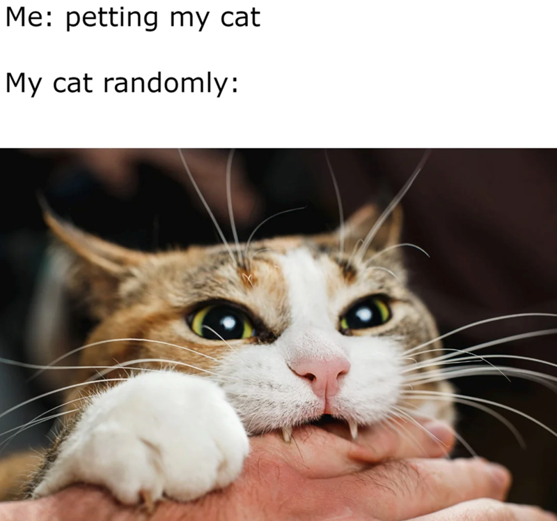 Me: petting my cat My cat randomly: