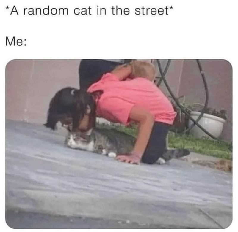 *A random cat in the street* Me: