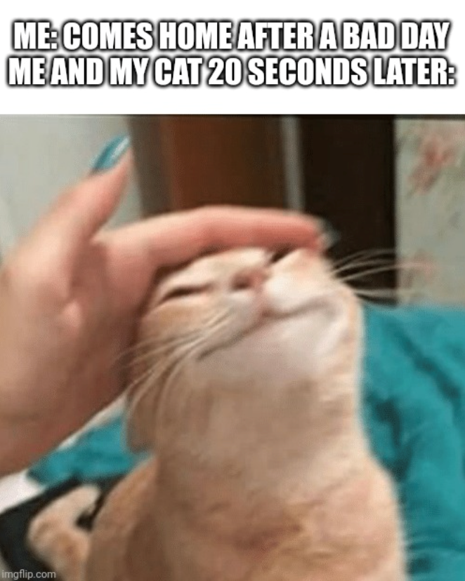 ME:COMES HOME AFTER A BAD DAY ME AND MY CAT 20 SECONDS LATER: imgflip.com