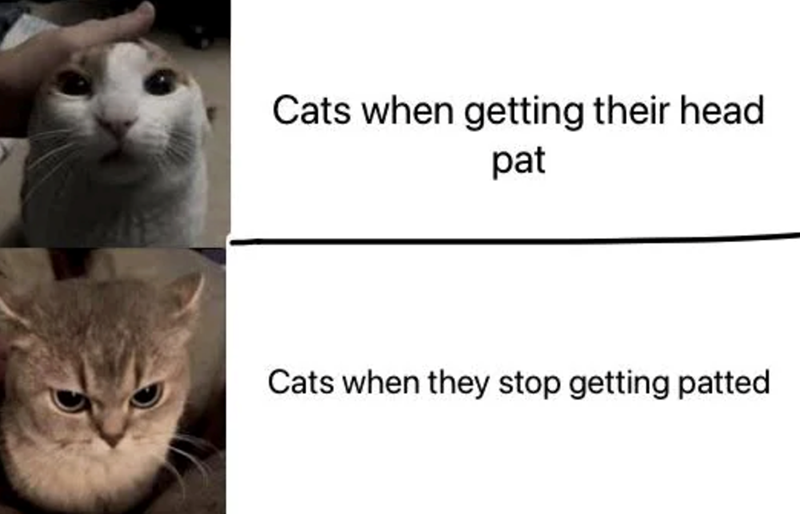 Cats when getting their head pat Cats when they stop getting patted