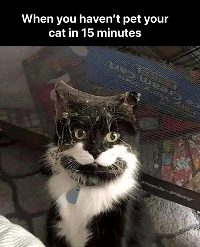 When you haven't pet your cat in 15 minutes