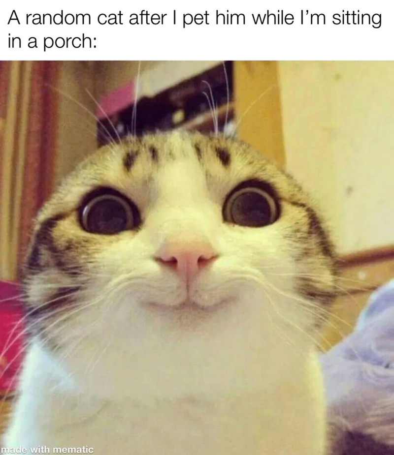 A random cat after I pet him while I'm sitting. in a porch: made with mematic