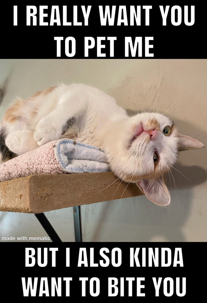 I REALLY WANT YOU TO PET ME made with mematic BUT I ALSO KINDA WANT TO BITE YOU