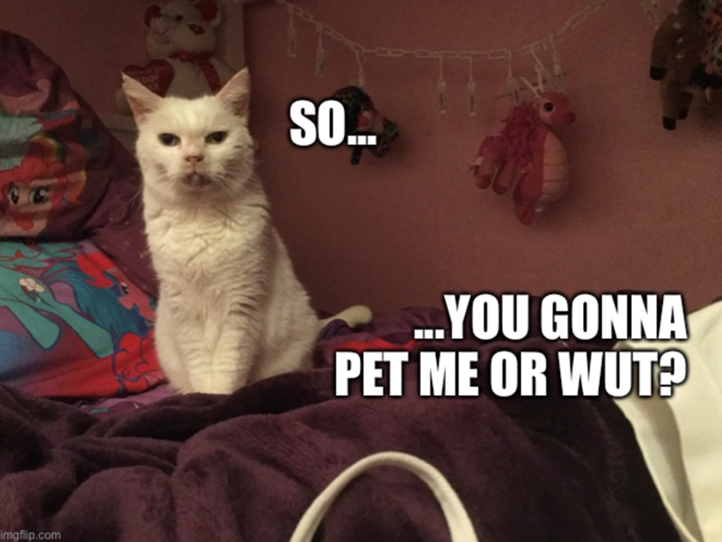imgflip.com SO... ...YOU GONNA PET ME OR WUT?