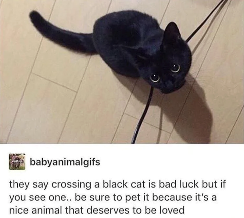 babyanimalgifs they say crossing a black cat is bad luck but if you see one.. be sure to pet it because it's a nice animal that deserves to be loved