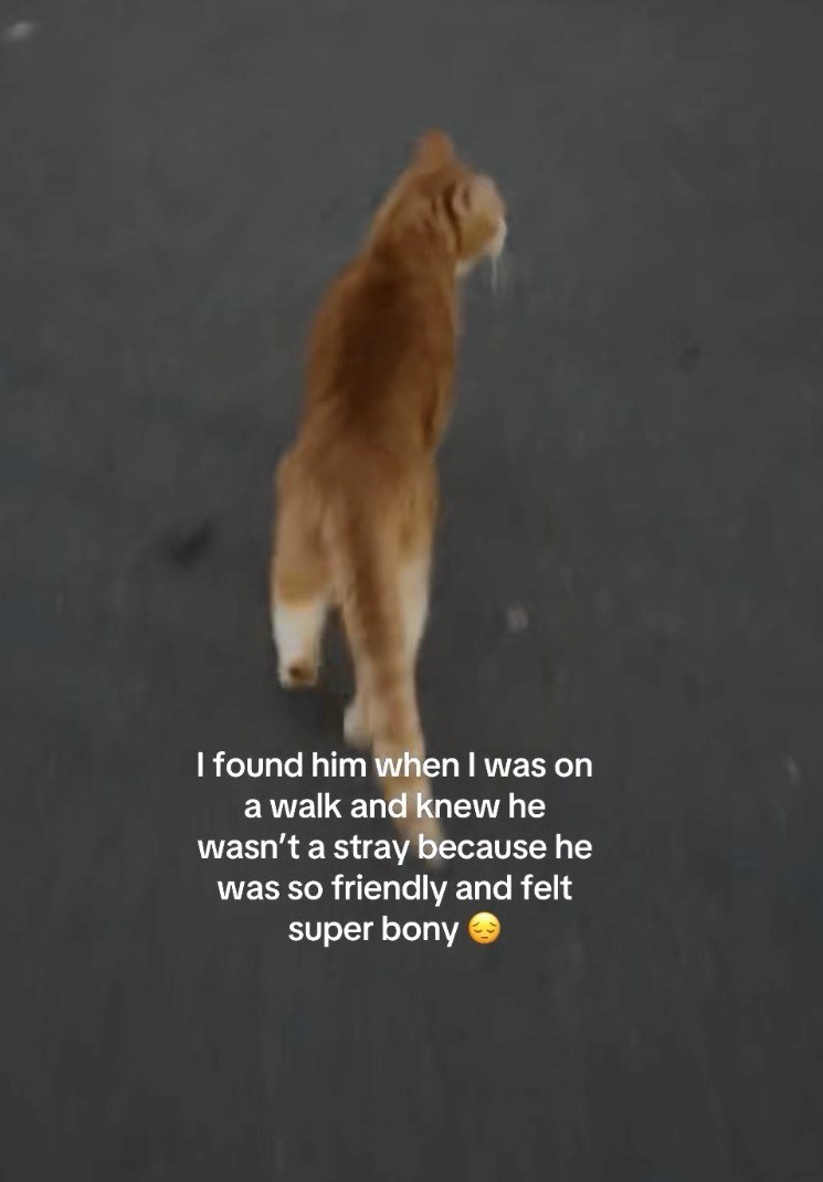 I found him when I was on a walk and knew he wasn't a stray because he was so friendly and felt super bony