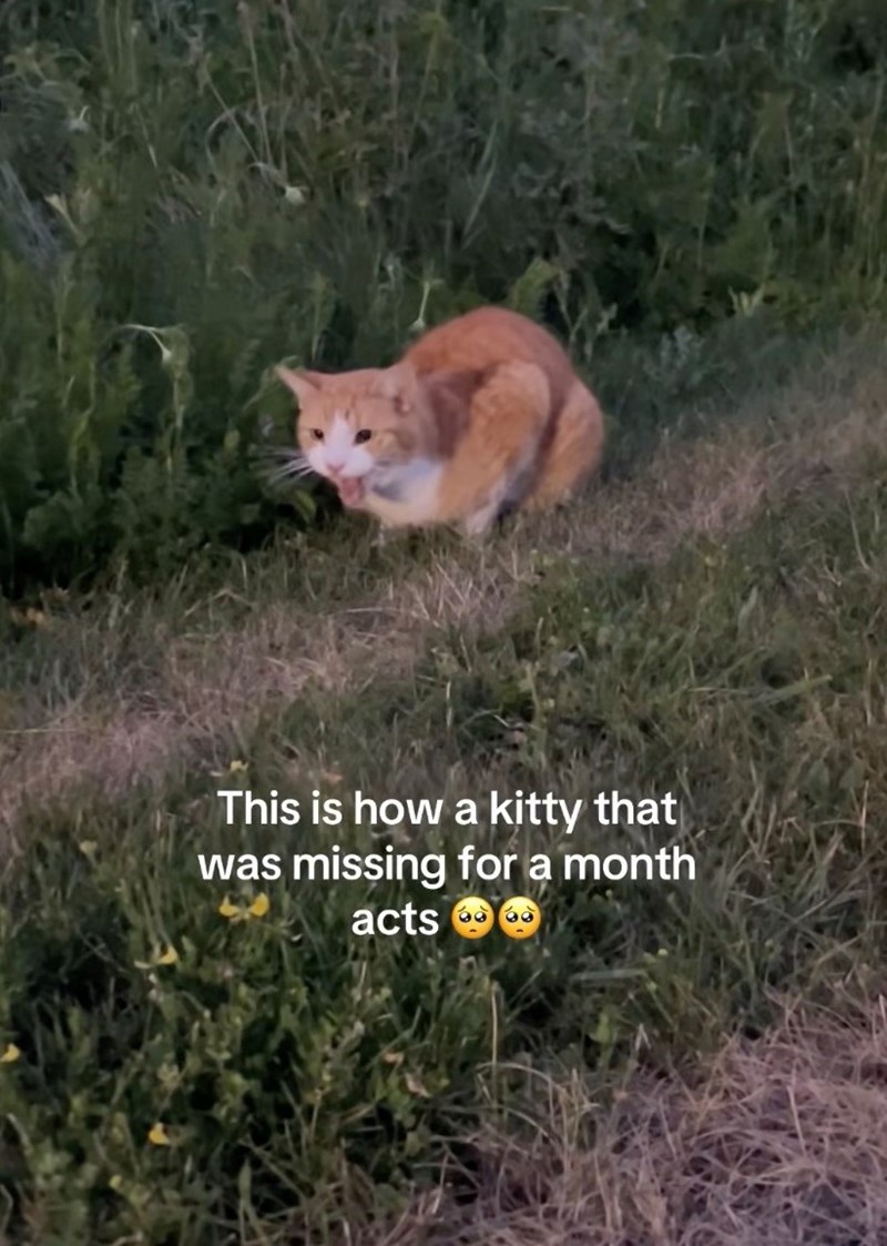 This is how a kitty that was missing for a month acts