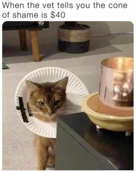When the vet tells you the cone of shame is $40