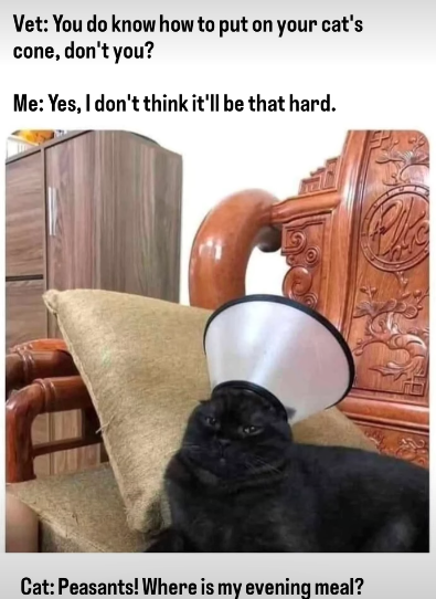 Vet: You do know how to put on your cat's cone, don't you? Me: Yes, I don't think it'll be that hard. Cat: Peasants! Where is my evening meal?