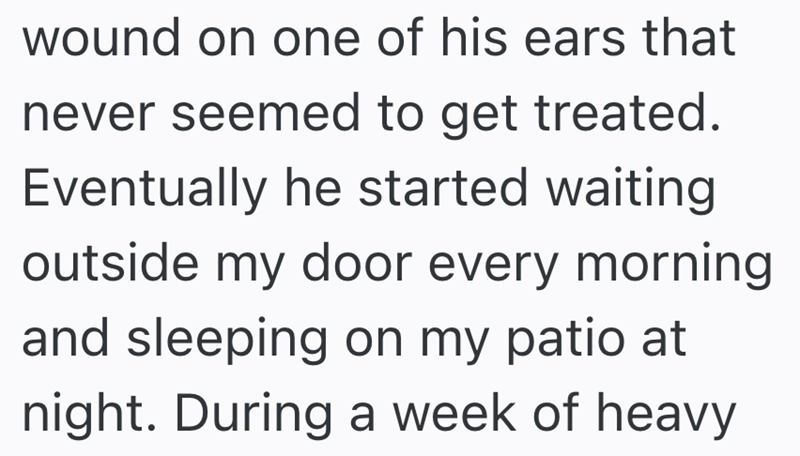 wound on one of his ears that never seemed to get treated. Eventually he started waiting outside my door every morning and sleeping on my patio at night. During a week of heavy