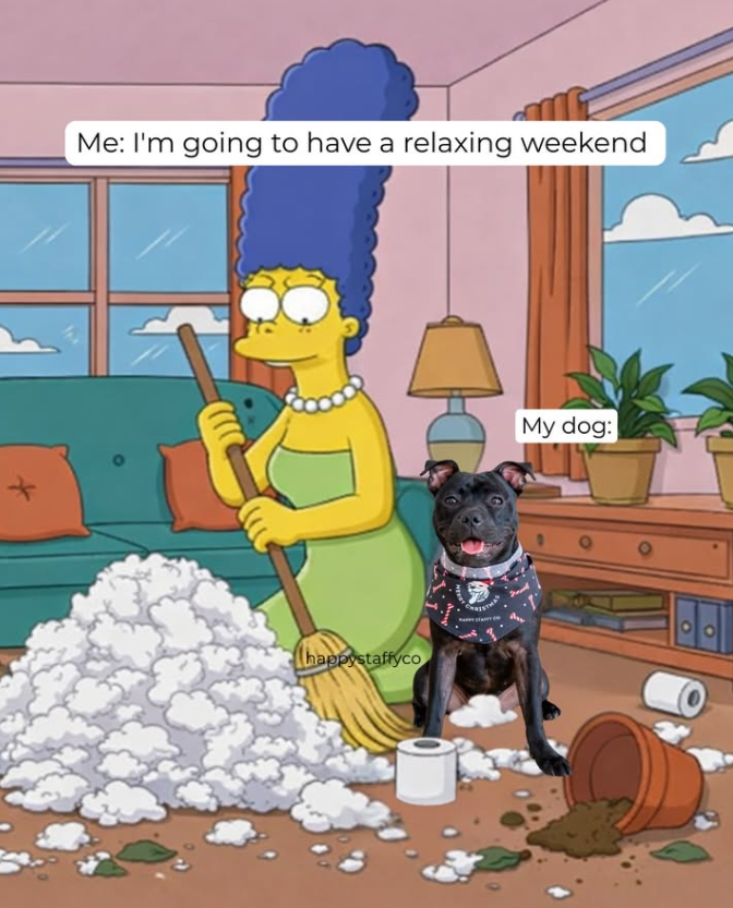 Me: I'm going to have a relaxing weekend + happystaffyco My dog: