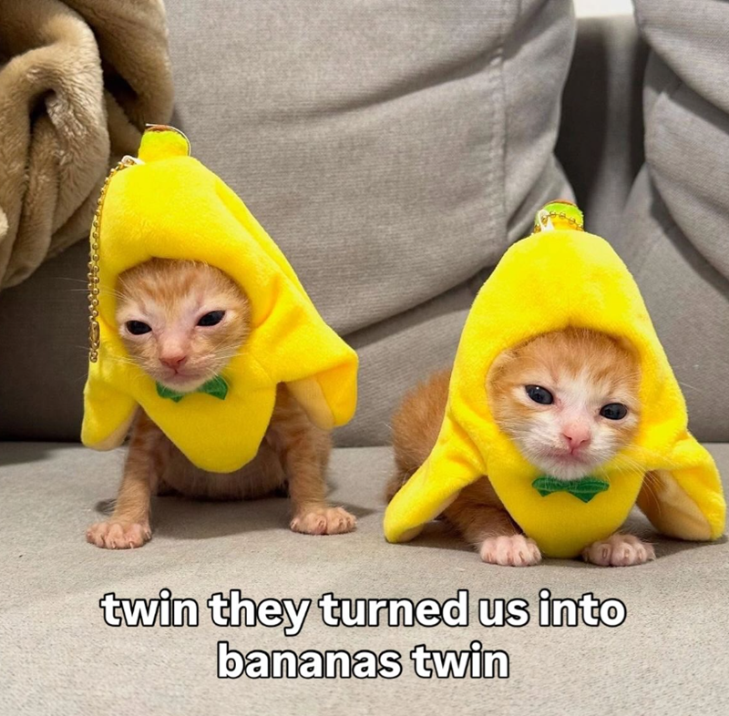 twin they turned us into bananas twin