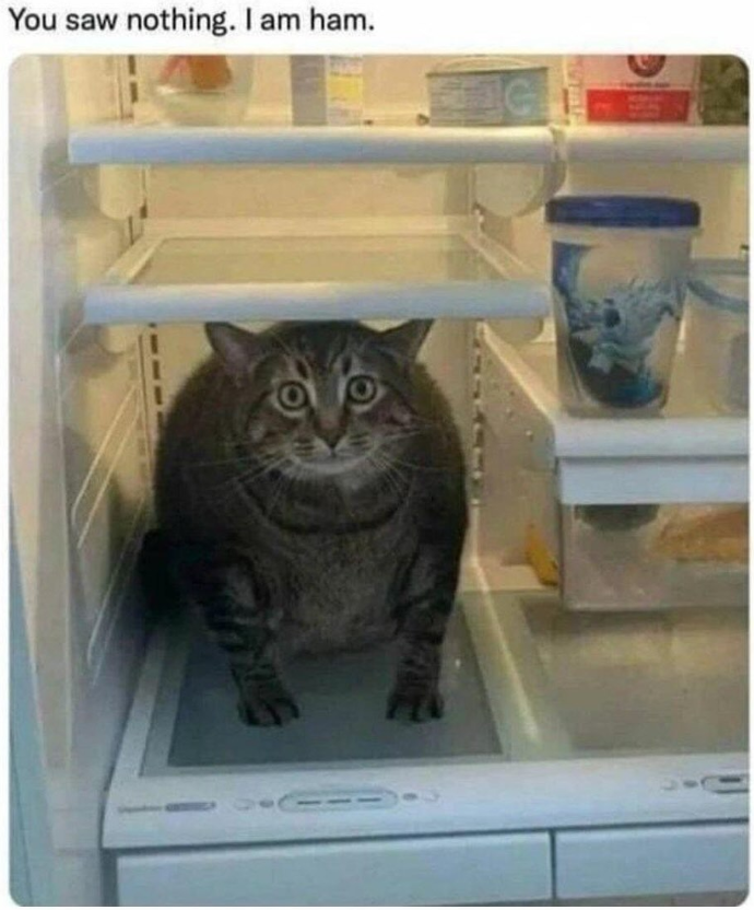 You saw nothing. I am ham.