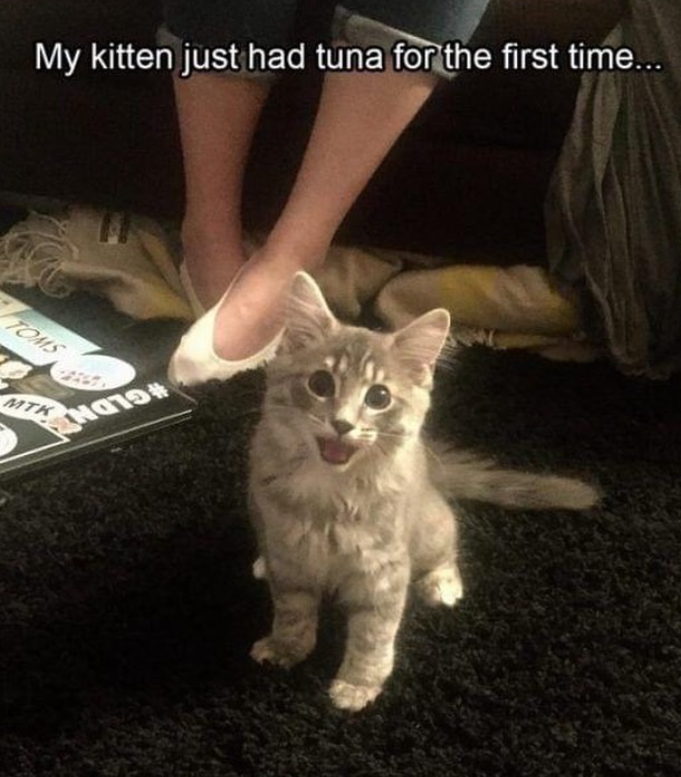 My kitten just had tuna for the first time... TOMS MTK