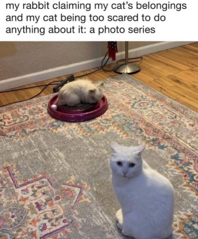 my rabbit claiming my cat's belongings and my cat being too scared to do anything about it: a photo series