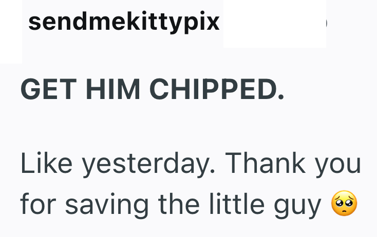 sendmekittypix GET HIM CHIPPED. Like yesterday. Thank you for saving the little guy