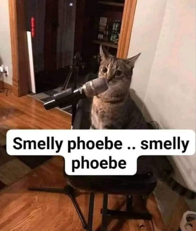 H Smelly phoebe .. smelly phoebe