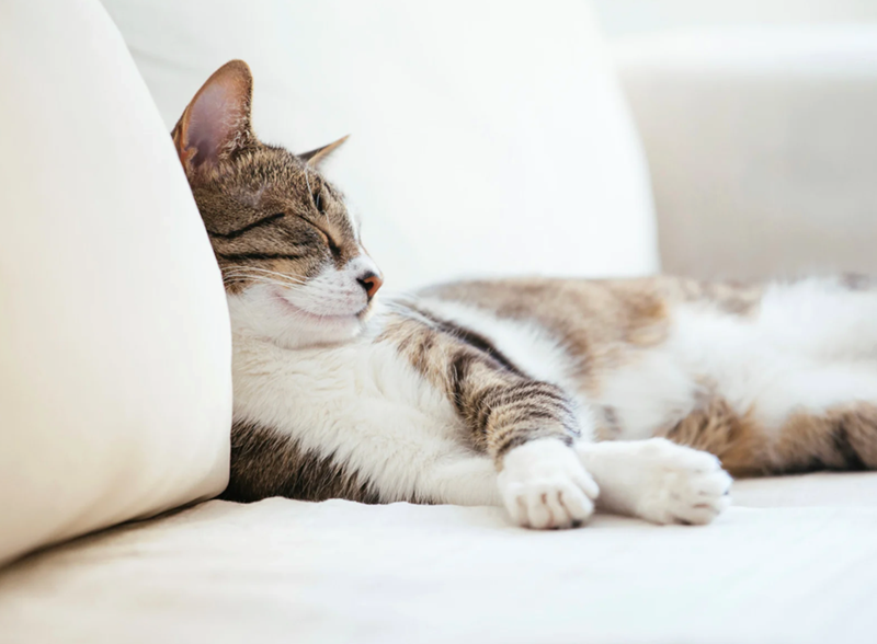 Cat curled up on a white couch with its paws crossed.