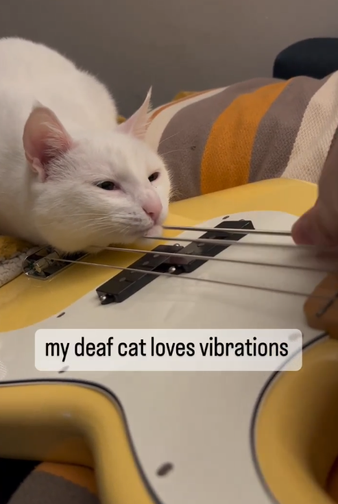 my deaf cat loves vibrations